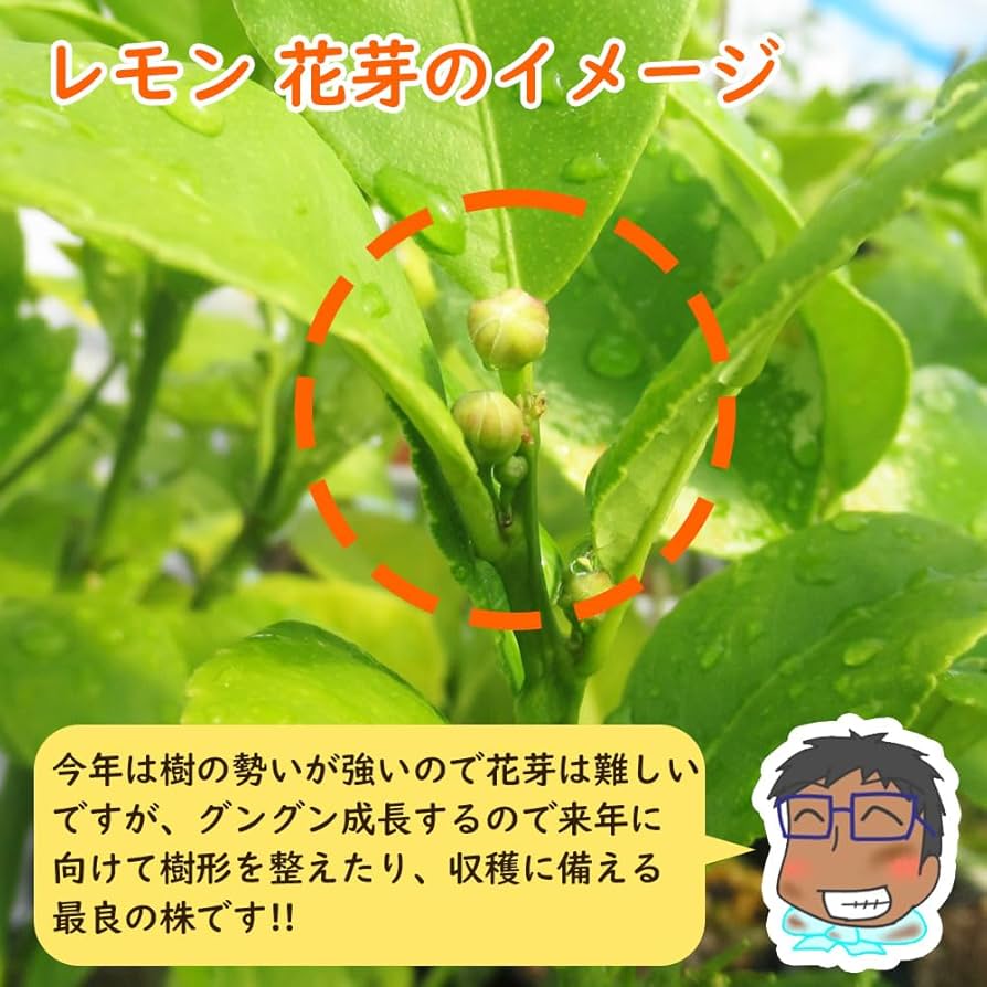 とうふ苗木 Amazon.co.jp: 【 植え替え不要 】選べる鉢色 とげなしレモン